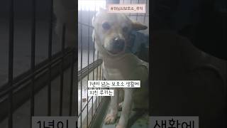 [하남유기견보호소] 오지않는 가족을 애타게 기다리는 루키의 가족이 되어주세요