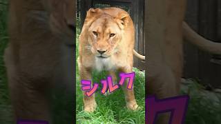 シルクのブレーメン【無邪気なシルク】 #のんほいパーク #豊橋動物園 #ライオン#アース #シルク #美人 #桐生が岡動物園  #オリトファミリー