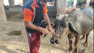 🐥🐥🥵🐥Aj marha kuch chozay bemar ho gay ha / Or /🐂🐂 aj ma na bahas ki rasi cati ha🐂🐂