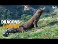 Dragons Domain - हिन्दी डॉक्यूमेंट्री | Wildlife documentary movie in Hindi, Animal Planet