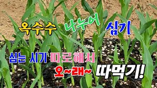 [텃밭일꾼 10]🌽옥수수 2차 정식🌽옥수수 3번 나누어 심기🌽옥수수 오래 오래 따먹기