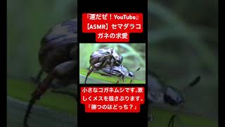 【ASMR】セマダラコガネの求愛の音#交尾の音#asmr #映像芸術 #音芸術 #虫 #昆虫 #虫の男