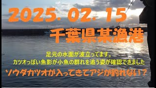 2025 02 15 千葉県某漁港 アジ釣り（投げサビキ）まさかの魚の乱入でアジ釣れず？