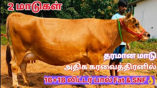 அதிக கரவைத்திரனில் இரண்டு மாடுகள் விற்பனை @Lakshmi-dairy-Farms #cow #dairy #sales #sale #good#farm