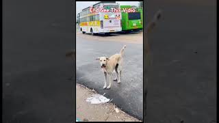 వర్షం వచింగ్ సలి పెట్టిగ్ 🐕🌧️😂#youtubeshorts #funny #shere