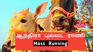 ஆந்திரா புல்லட் ராணி Mass Running ❤️❤️❤️