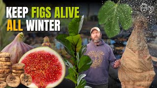 How to Save Fig Trees from Winter Cold | Top Ways to Protect Fig Trees from Frost | Is it Possible?