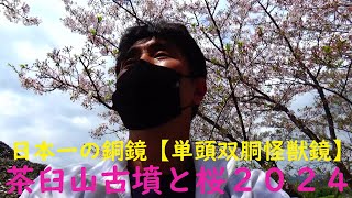 【茶臼山古墳と桜　そして日本一の銅鏡】　２０２４