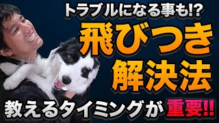 【トラブルになる事も!?】教えるタイミングが重要な飛びつきの直し方