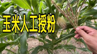 【休閒小菜園】玉米人工授粉，人蔘果（香瓜茄）扦插，翠白絲瓜、葫蘆瓠瓜零星採收