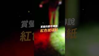 【生態小知識】賞螢都市傳說!?就是那紅光~#屏科大 #NPUST #綠色大學 #永續 #生態保育 #螢光小菇 #螢火蟲 #窗螢 #端黑螢 #黃緣螢 #友善賞螢 #野生動物保育研究所