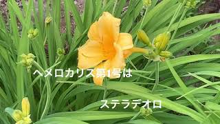 まるおの母 まるこの宿根草と低木の庭 2019 06 03 暑くなった庭で、アルストロメリアの花盛り。にわか雨は、降らずじまい😱ヘメロカリス、咲き始めました。