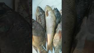 aaj pakdle dharnatil taje mase @s.p.shinde4249 #fish