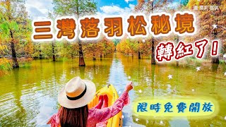 苗栗秘境｜三灣落羽松秘境轉紅了！湖水倒映漸層色超夢幻　限時免費開放