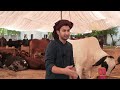 types of customers in mandi dablewtee funny skit eid ul azha 2024