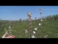 pravilno orezivanje jabuke i česte greške correct apple tree pruning and common mistakes