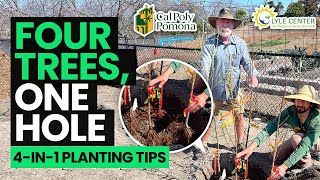 High-Density Fruit Tree Planting at the Lyle Center for Regenerative Studies | Cal Poly Pomona