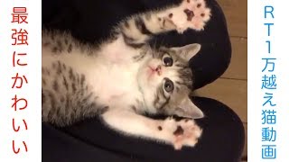 【2018年最新版】Twitterで話題！面白かわいい癒しの猫動画１万リツイート越えまとめｗｗ 　Cats Cute\u0026Funny Compilation