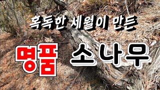 [고산식물 TV] 야생 명품 소나무