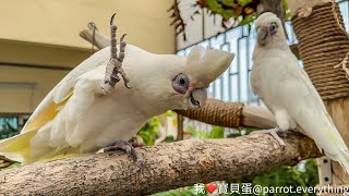 會說話的鸚鵡-裸眼巴丹陳咪咪/鸚鵡用品相關-雜貨舖