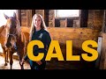 College of Agricultural and Life Sciences | University of Idaho