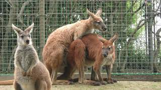 ケナガワラルー (響灘緑地グリーンパーク・ひびき動物ワールド) 2019年4月25日