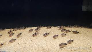 Weitzman’s Cory Catfish/Two saddle Cory Catfish ( Corydoras weitzmani )  可愛的鼠魚 ~ 魏茲曼尼鼠/三點熊貓鼠/威兹曼尼鼠