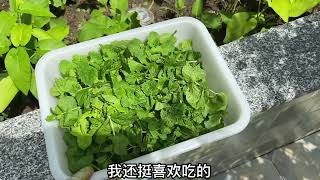 249 清理楼顶菜园墙面种植管道 顺便分享种植管道的制作和安装方法