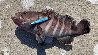 沼島一文字でショアジギングをしたら高級魚が釣れた！