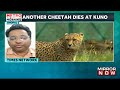 male cheetah tejas dies of injuries in kuno national park 7th death in just five months