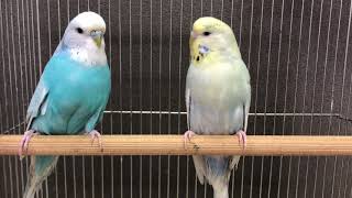 ジャンボセキセイインコ ペア LOVEBIRDFUKUOKA(ラブバードフクオカ) 2020.5.10