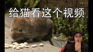 只许猫看此视频