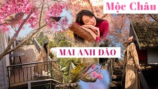 Mai Anh Đào - Mộc Châu - trọn vẹn từng khung hình đẹp