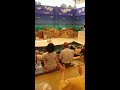 海獅表演跳球 鳥羽水族館.mp4