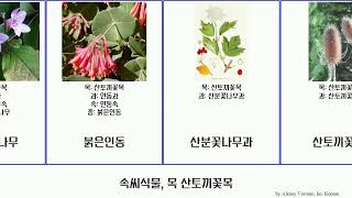 속씨식물, 목 산토끼꽃목 angiosperms 덧나무 모리나과 산토끼꽃과 꿰미풀속 쥐오줌풀 각시괴불나무 애기병꽃과 린네풀아과 Pad 좀댕강나무 마타리과 길마가지나무 인동아과