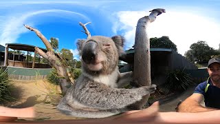 Koalas in 360 VR VIDEO