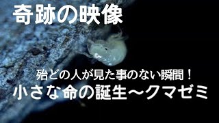 クマゼミ卵からの孵化！セミの小さな命の誕生～卵から出る瞬間映像【cicada-larva】