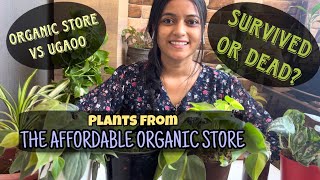 Did plants from Affordable Organic Store survive?? Online Plant Shopping REVIEW