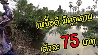 เหยื่อดี มีคุณภาพ ราคาไม่แพง กบซุปตาร์ 75 บาท