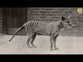 la triste historia de estos 13 animales que el hombre matô hasta extinguirlos