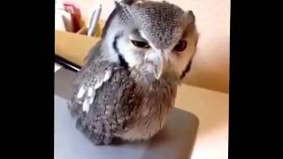 Yelling owl