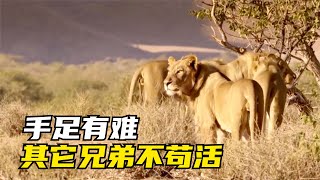 同胞獅子情深似海，為了兄弟拿命去換 | 雄獅聯盟Lion