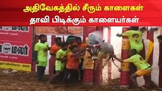 Alanganallur Jallikattu 2023 | அதிவேகத்தில் சீரும் காளைகள் - தாவி பிடிக்கும் காளையர்கள் | Tamil News