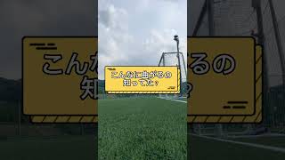 サイドスローという投げ方