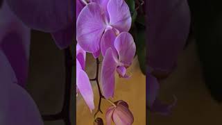 Мои домашние цветы. Фантастическое цветение. Орхидея.My home flowers. Fantastic bloom. Orchid.