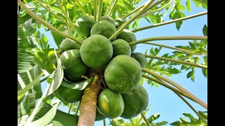 A quick guide on Papaya Farming