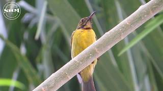 นกกินปลีคอสีน้ำตาล (Brown-throated sunbird)  ที่บ้านเขาย้อย