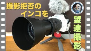 撮影拒否を続けるインコのピピのおしゃべりを望遠レンズで撮影してみる / Canon EOS Kiss X7 \u0026 250mm Zoom Lens \u0026 AT9941 MIC [#060]