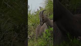 Rajamalai Eravikulam National Park in Munnar