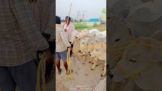 ఈసారి సంతకు భారీగా వచ్చిన కోడెలు//@Ieejabulls //#milkteethbulls #cow #bullcartvideos